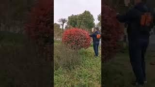Trimming Round Ball Bushes with Bendable Electric Hedge Trimmer #Gardening#tools