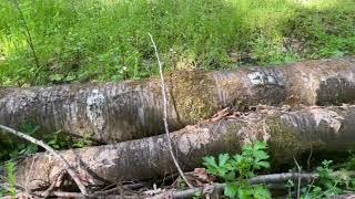 Elizabeth Starker Cameron Demonstration Forest- OSU College of Forestry