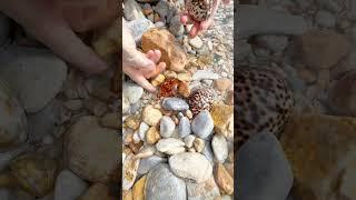 Sea Agate and Sea Crystal: Finding Hidden Treasures on the Shore and rare pearl