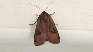 Noctua pronuba (Large yellow underwing)