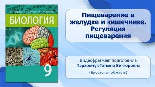 Пищеварительная система. Тема 36. Пищеварение в желудке и кишечнике. Регуляция пищеварения