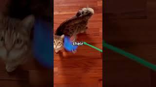 "How Do Cats Always Land on Their Feet?  (The Science Behind It!)"