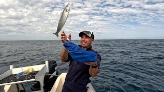 Unleash The Flying King George Whiting!