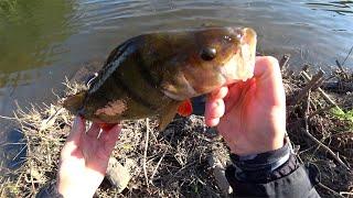 BIG PERCH RELEASED