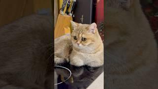 Персик  на барі ))). #cat , #catlover , #funnycats , #кіт , #discusfishlover , #discus .