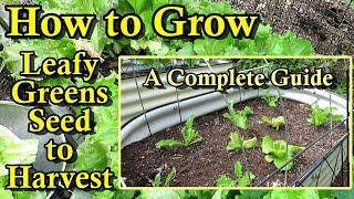 How to Grow Lettuce, Spinach, & Other Leafy Greens in the Spring, Summer, & Fall: Seed to Harvest!