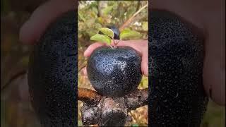 Никогда не ешь это ЯБЛОКО! 