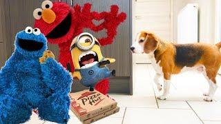 Funny Dogs get Surprised Compilation  : Louie The Beagle