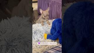 Лиловый крошка чихуахуа #купитьчихуахуавмоскве #чихуахуа #chihuahuapuppy #щенкичихуахуа #лиловыйчих