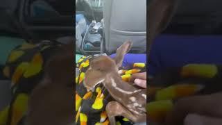 Lol she tried to leave my lap(explanation to why i have a baby deer in my lap in the comments)