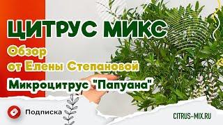 Микроцитрус "Папуана" - обзор от Елены Степановой | Цитрус Микс