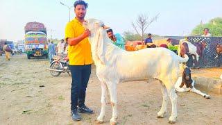Maal Bohat Hai Mandi Main Customer Koi Nahi Sindhi Bakra Hai Bus Mazhar Biba Official