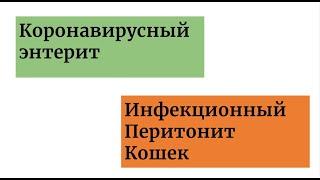 FIP - Инфекционнный перитонит кошек - Вирусный перитонит кошек - Информация для владельцев