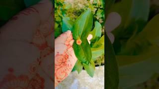 jotoi badha asuk sokha hatta charum#youtubevideo#shortvideo #flowersvideo#trendingsong #viralvideo