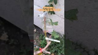 Прививка винограда "чёрным в зелёное" #виноград #новинки винограда