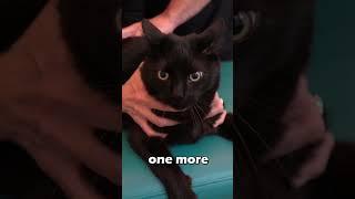  CAT IN PAIN GETS CHIROPRACTIC ADJUSTMENT ‍⬛