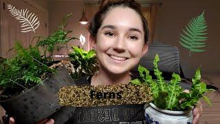 Fern Care  - Stop Killing Your Ferns!