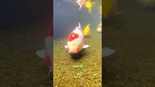 The Truth About Koi Fish in Japan's Street Gutters! #vizonvoice #shorts #viral #trending