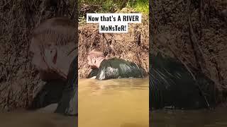 Man Noodles a River Monster!! How to Catch Catfish with your Feet and Hands!! #noodling