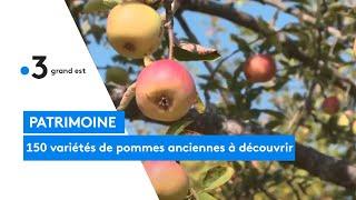 Le verger conservatoire de Froeschwiller, un jardin enchanté avec plus de 150 variétés de pommes