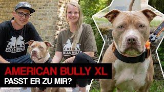 American Bully - zu wem passt die Rasse wirklich? Rasseinfos, Kampfhund Vorurteil und Erziehung!