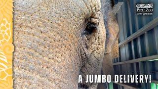 A jumbo delivery for Perth Zoo's elephants!