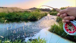 Remote, alone and incredible fishing (small desert creek)