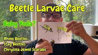 Rhino Beetle Larva Care Sheet #beetlelarvacare #rhinobeetlelarvae