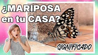  ¿Qué SIGNIFICA que una MARIPOSA entre a tu CASA   (significado de las mariposas)