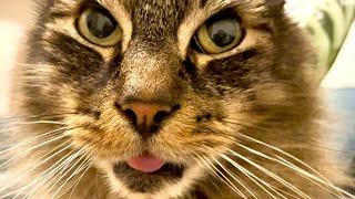 Just a cat, a tongue, and a world record attempt