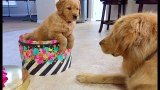 Surprising Sammie with a New Puppy!
