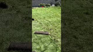 First house of the season, putting new sod on the yard. Before and after Timelapse #Sod #landscaping