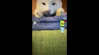 Greedy Cat with Apple Meme