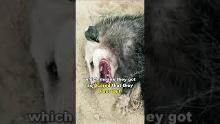 Opossum Playing Dead