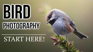 BIRD PHOTOGRAPHY 101: Beginners guide for settings, finding birds, tricks, equipment, and more!