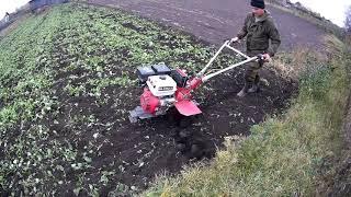 Заделываем в землю горчицу.Последняя работа на огороде.