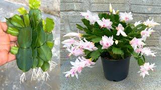 The effect of toilet paper in the Christmas cactus