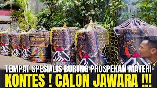 LUAR BIASA SEREM STOK BURUNG PROSPEKAN MATERI BUAT KONTES DI GALERY MURAI JAKARTA