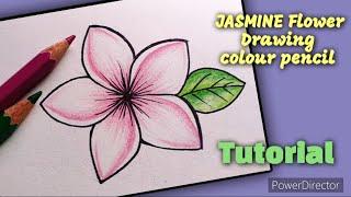 JASMINE Flower Drawing With Colour Pencils Step by Step Tutorial | Flower Drawing Tutorial