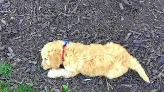 Our first day with Otis