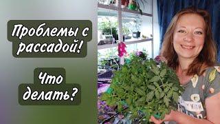 Самые частые ПРОБЛЕМЫ С РАССАДОЙ | Ответы на вопросы | Сад для души