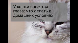 У кошки слезятся глаза: что делать в домашних условиях