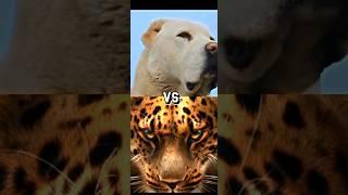 TURKISH KANGAL VS ALABAI, LEOPARD,WOLF WHO'S GONNA WIN.