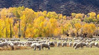 Butchering a Whole Lamb Обзор баранины, разделка и сортировка мяса