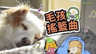 【狗狗也愛聽音樂! 毛孩搖籃曲】