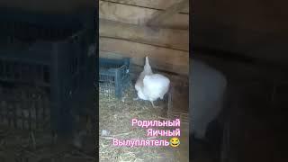 жизнь в деревне#shorts#жизньвдеревне#куры#минорка