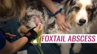 Hidden Foxtail in Abscess on Thigh