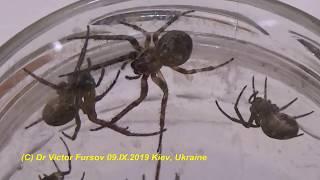 Arachnophobia, Part-5: Urban Spiders in a Jar? Who Are Spiders as Predaceous Arthropods?