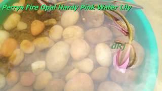 Perrys Fire Opal Hardy Pink Water Lily : DAY 1