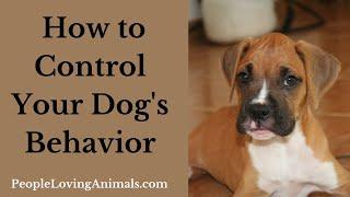 How to Control Dog Behavior - 5 Golden Rules